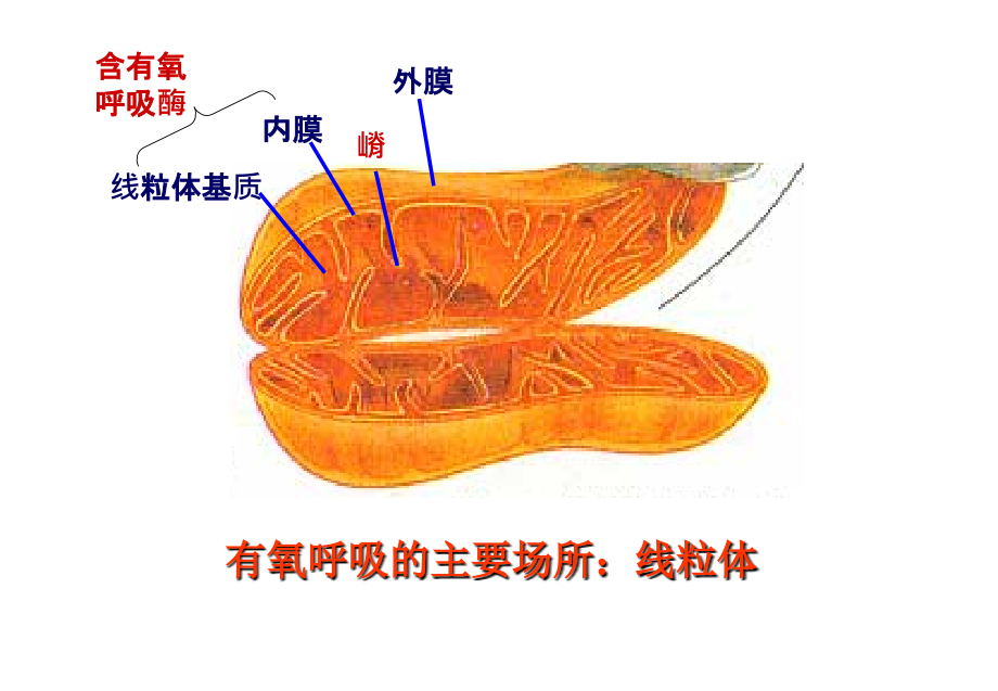 高一生物课件：必修一第五章第3节第二课时ATP的主要来源——细胞呼吸.ppt_第2页