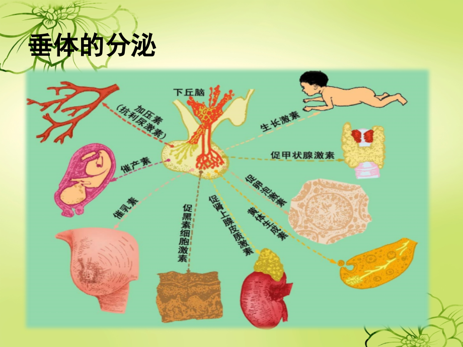 垂体分泌激素的生理作用PPT优质课件.pptx_第2页