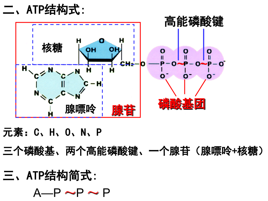 高三生物第一轮复习第十讲ATP和细胞呼吸.ppt_第2页