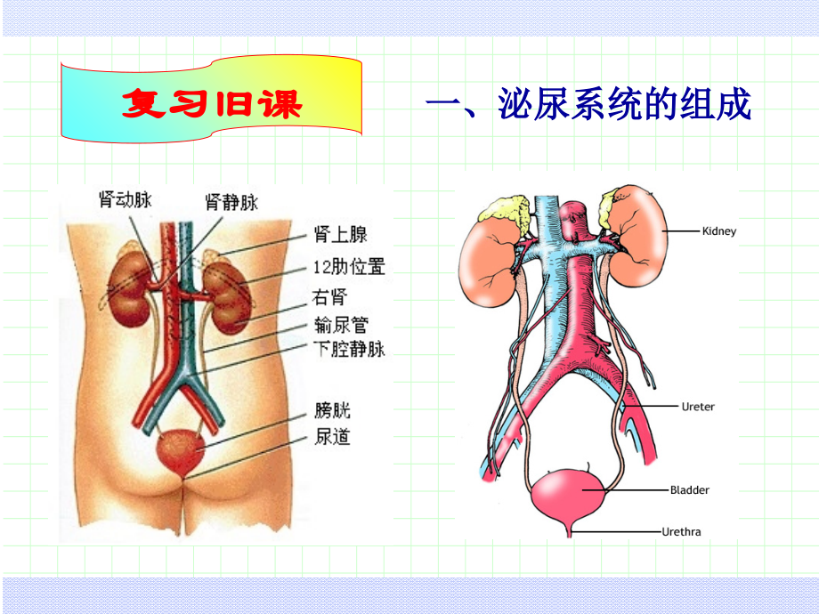 项目八排泄医疗护理.ppt_第1页