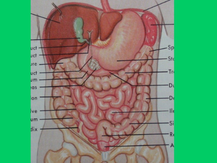 结肠疾病急腹症CTMR诊疗讲义.ppt_第2页