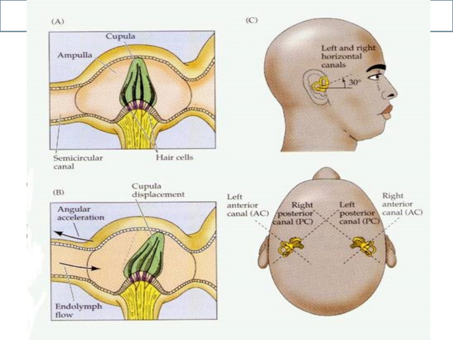 外周性眩晕诊治课件.ppt_第2页