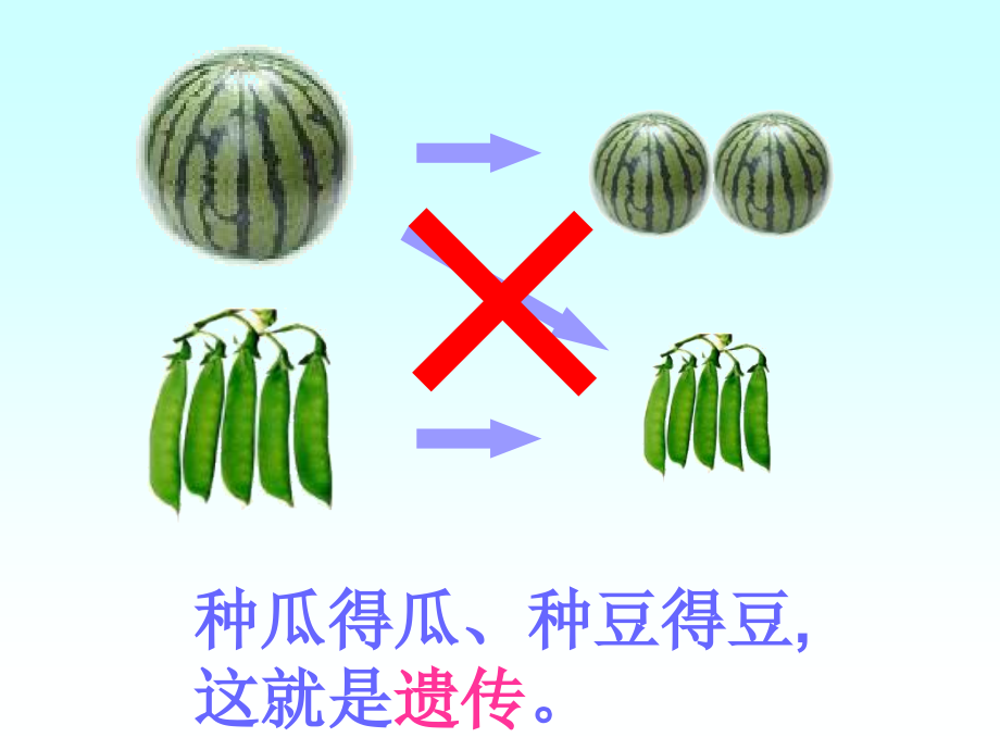 高一生物3.2《基因的自由组合定律》江苏专用课件(苏教版必修2).ppt_第1页