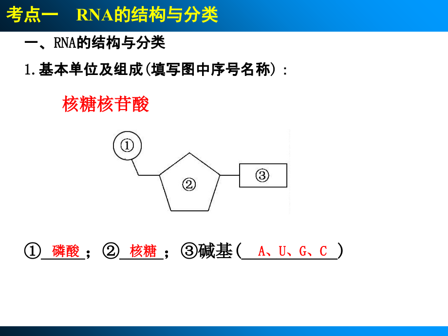 高三生物一轮复习基因表达.ppt_第2页