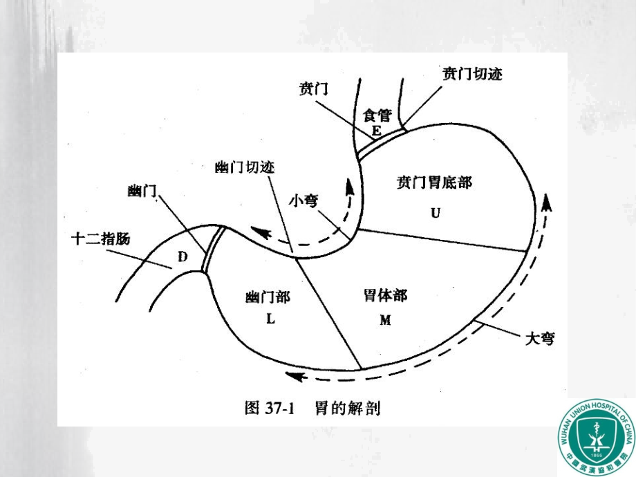 PPT医学课件胃肿瘤影像诊断讲义.ppt_第1页
