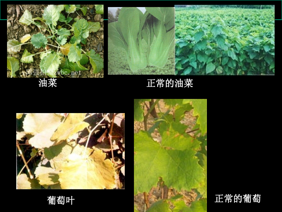 植物的营养主题知识.ppt_第2页