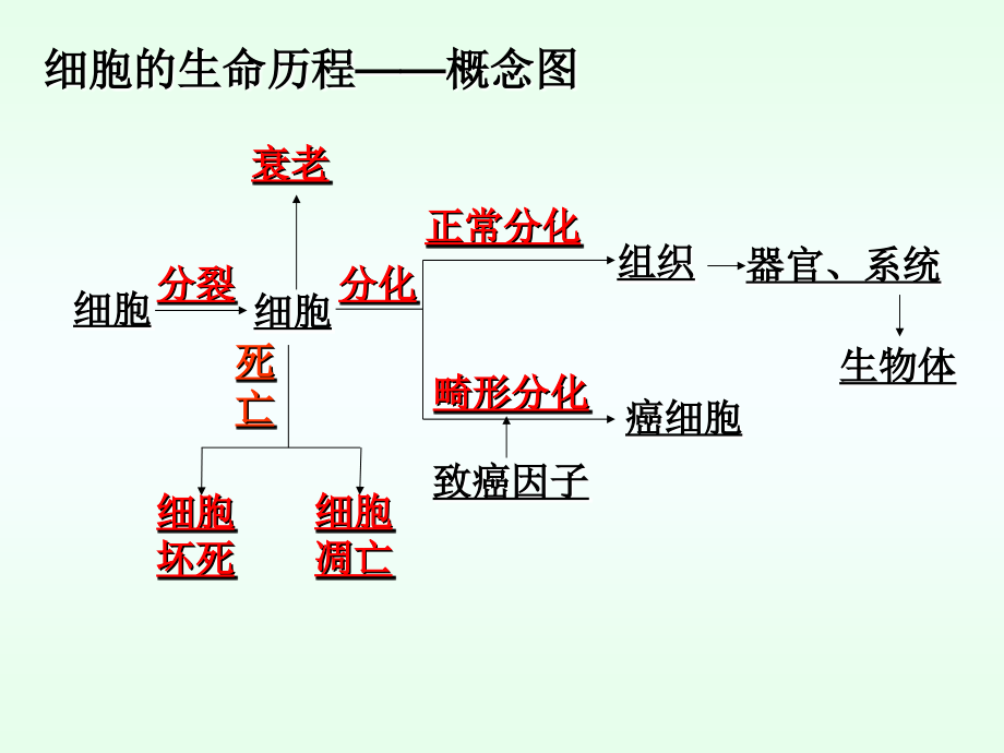 高三生物一轮复习专题13细胞的分化、衰老、凋亡、癌变.ppt_第1页