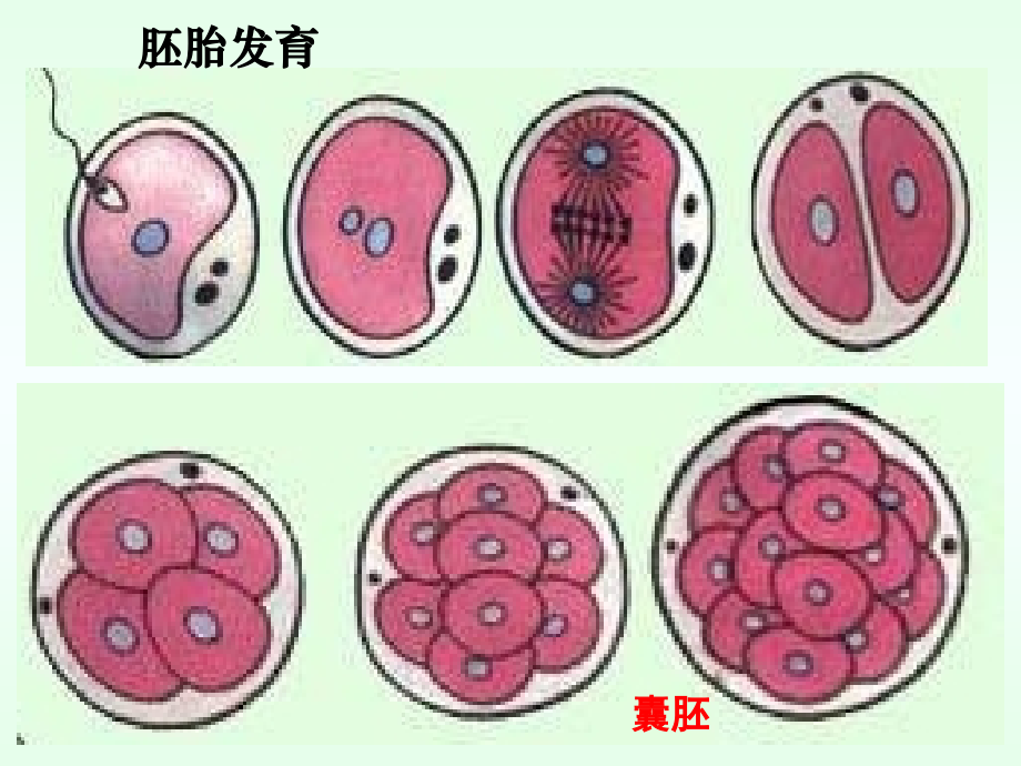 高三生物一轮复习专题13细胞的分化、衰老、凋亡、癌变.ppt_第2页