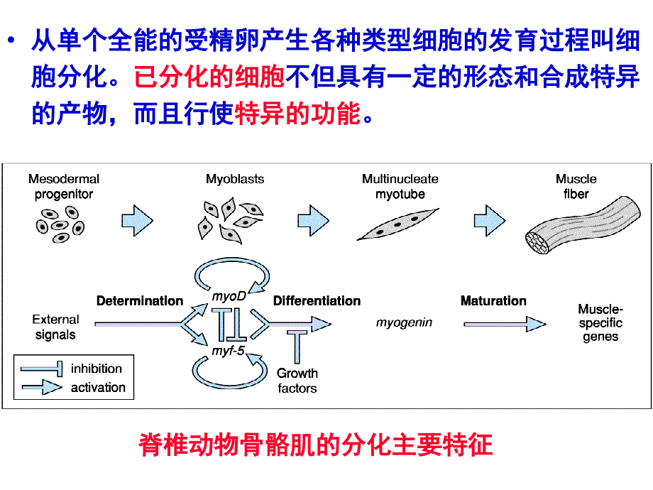 发育生物学——细胞命运决定专题培训课件.ppt_第2页
