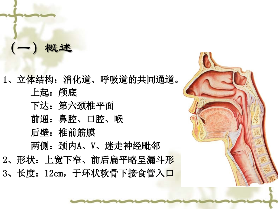 医学咽病医学知识宣讲专题课件.ppt_第2页