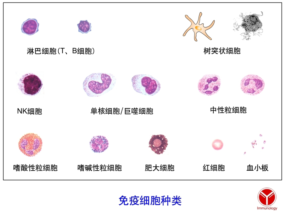 免疫细胞(华农).ppt_第2页