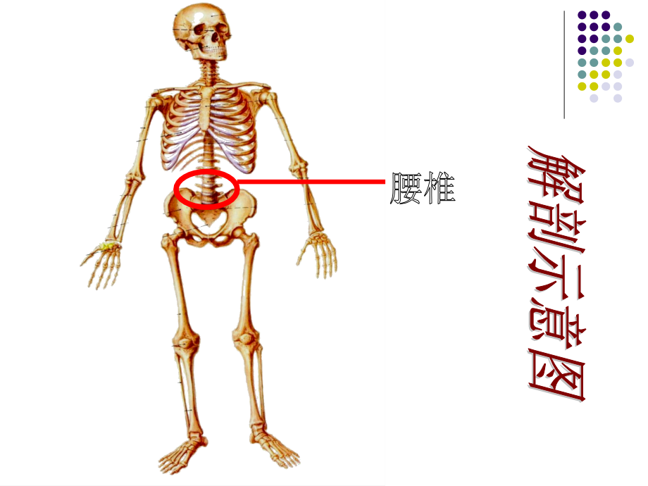 腰椎间盘突出手术演稿.ppt_第2页