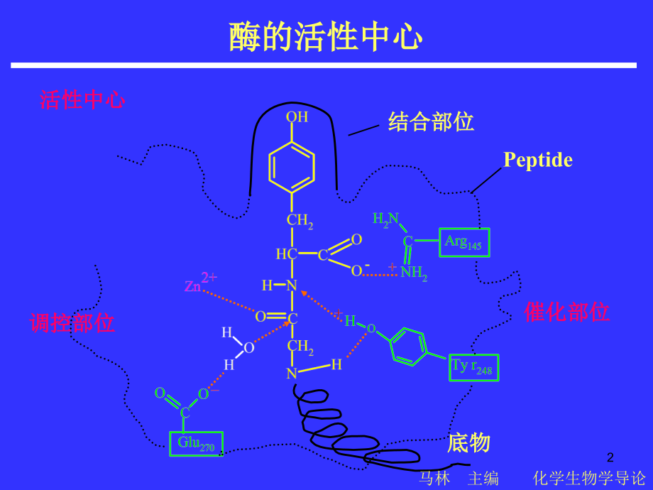 酶催化反应原理和酶催化动力学.ppt_第2页