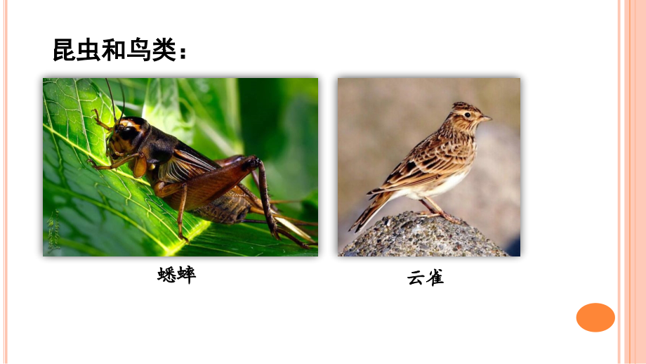 调查周边环境中的生物.ppt_第2页