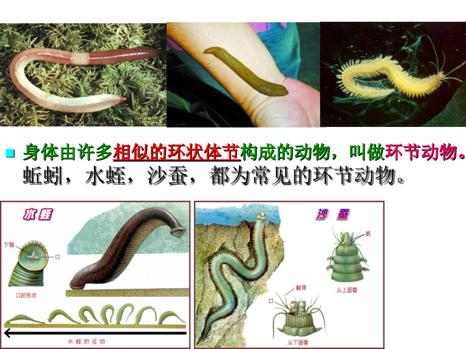 第9章环节动物门竞赛课件.ppt_第1页