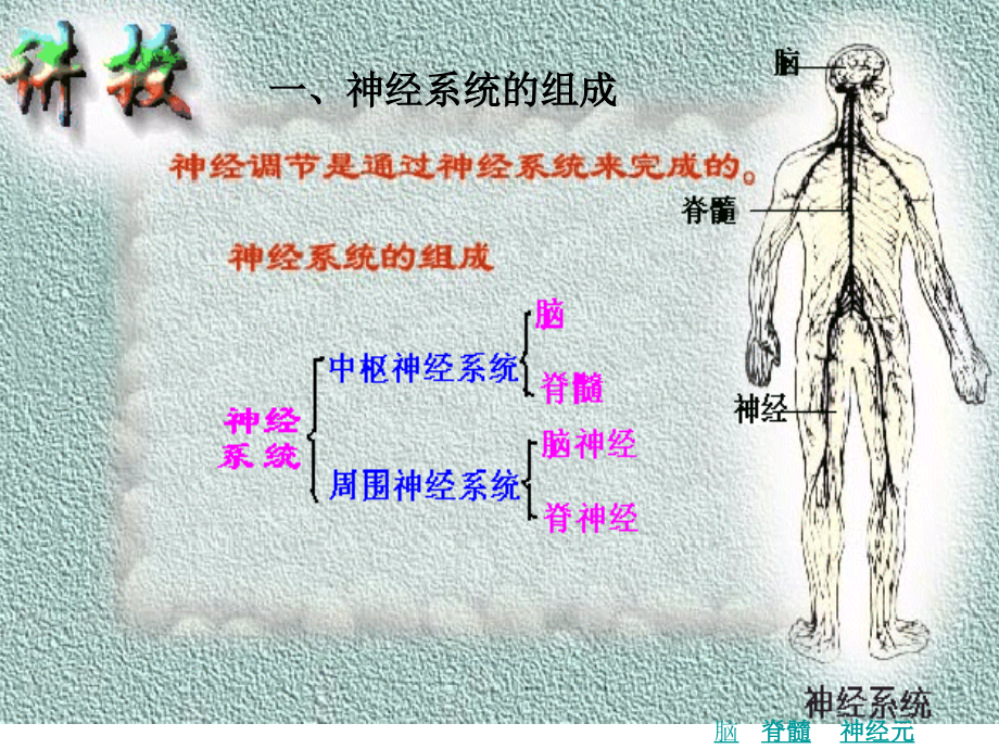 第1节通过神经系统的调节.ppt_第2页