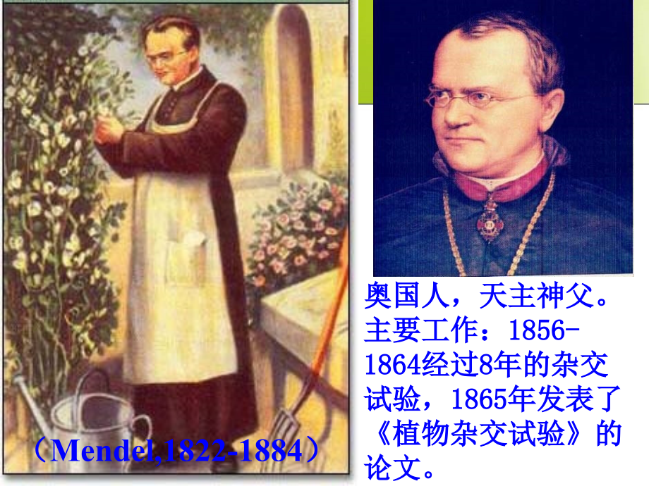 遗传定律的复习.ppt_第1页