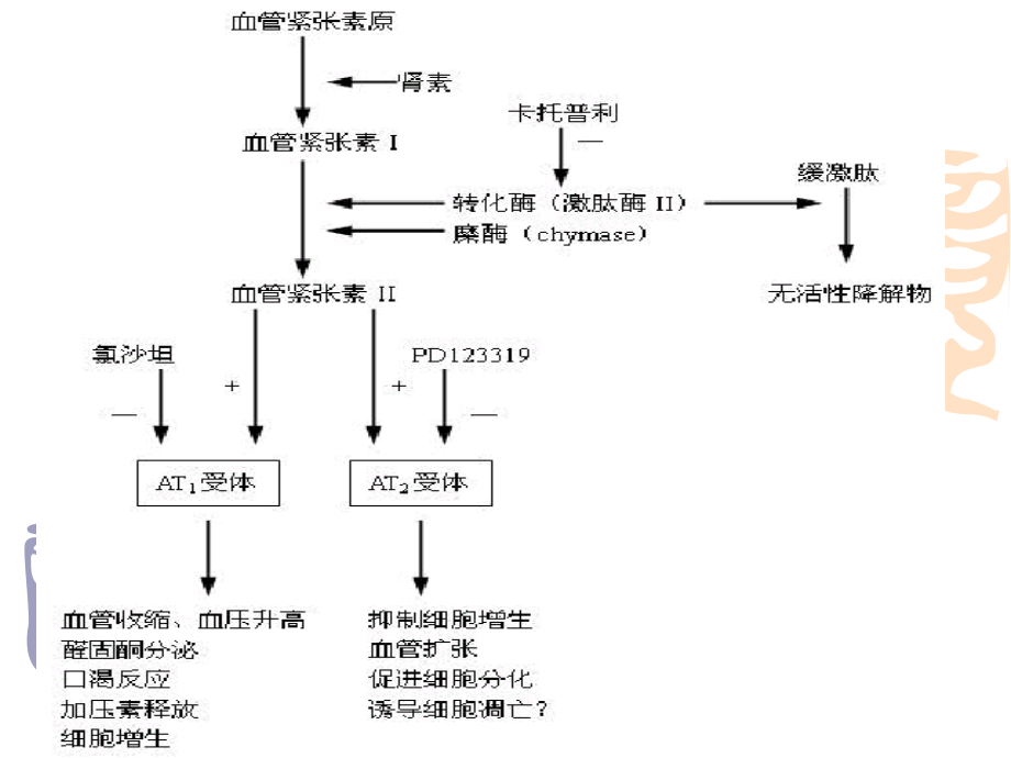 药理学肾素血管紧张素系统药课件.ppt_第1页