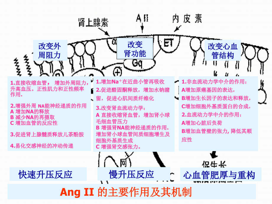 药理学肾素血管紧张素系统药课件.ppt_第2页