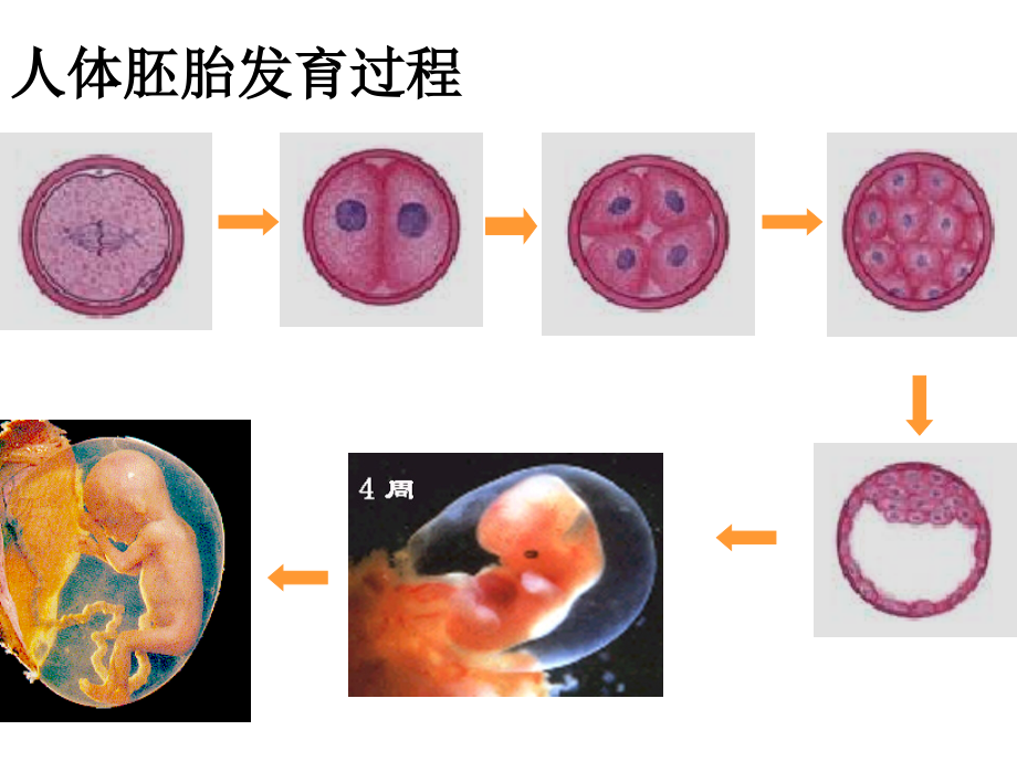 第六章第二节细胞的分化(市级公开课).ppt_第2页