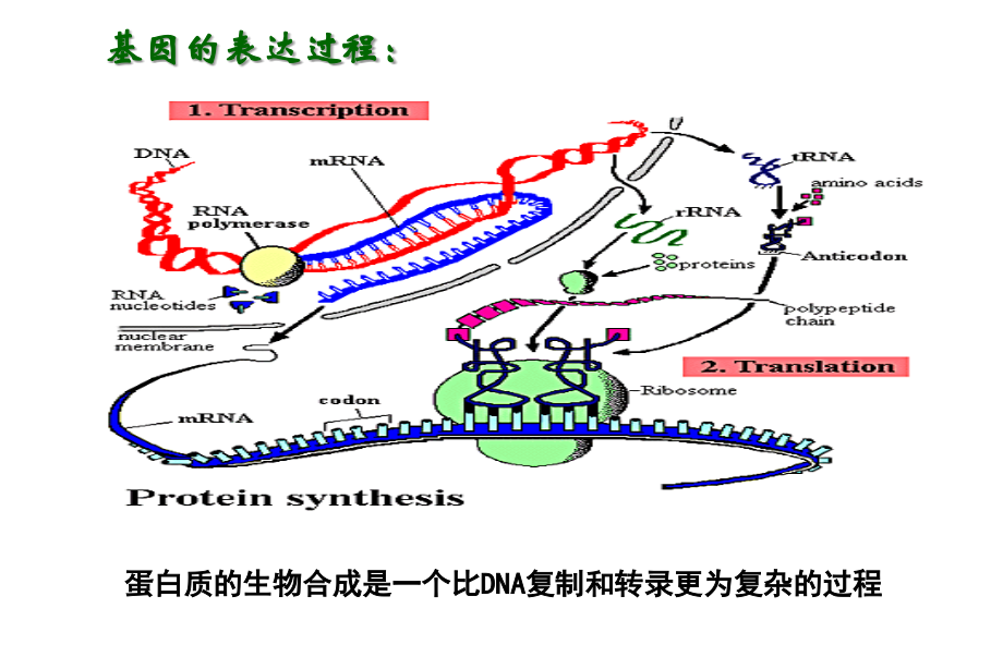 第四章蛋白质的翻译.ppt_第2页