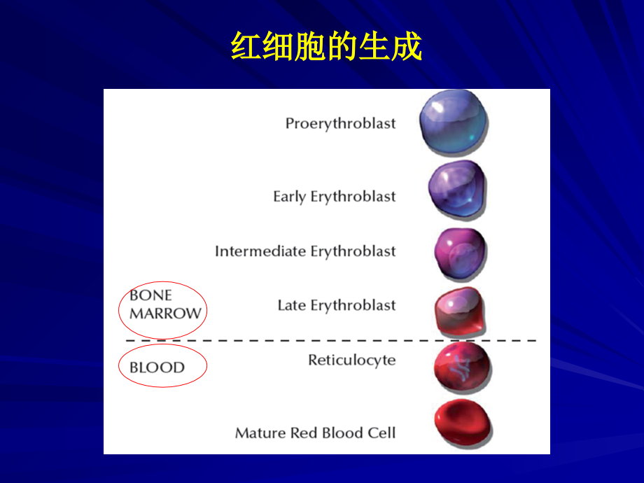 贫血的诊治思路.ppt_第1页