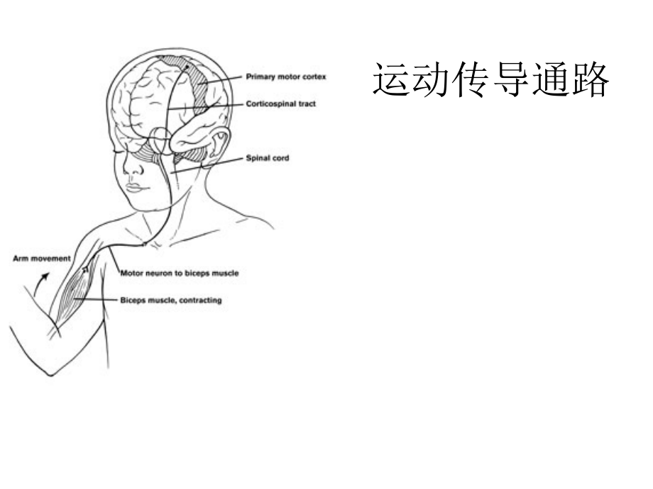 运动传导通路.pptx_第1页