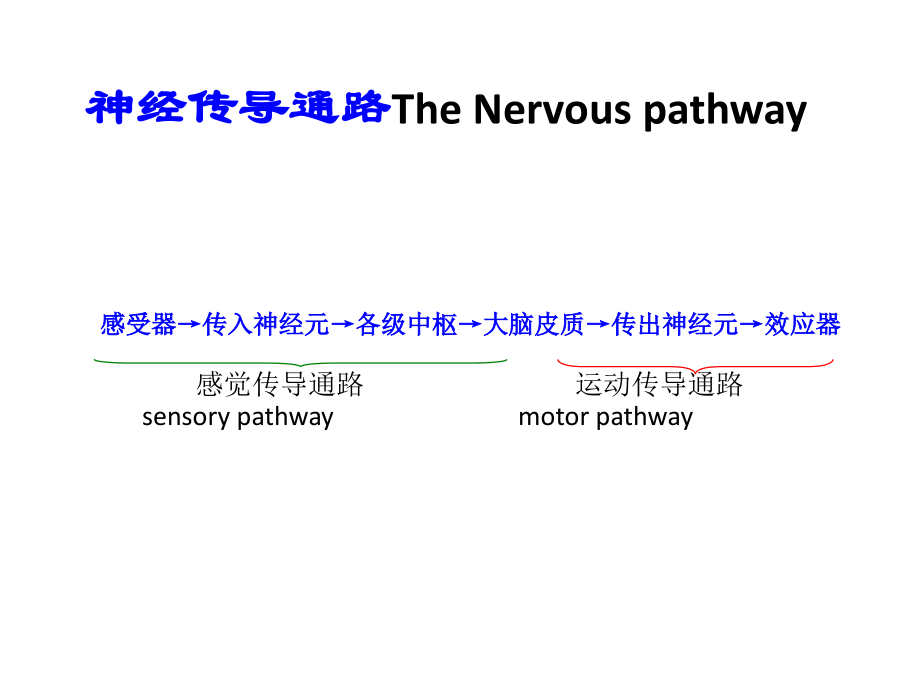 运动传导通路.pptx_第2页