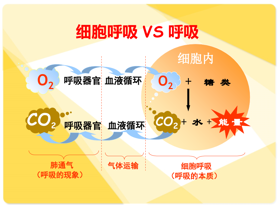 高一生物课件：必修一第五章ATP的主要来源细胞呼吸.ppt_第2页