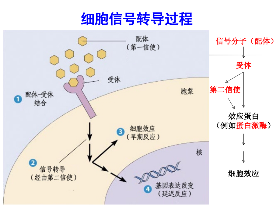 细生第12章细胞信号转导更新.ppt_第2页