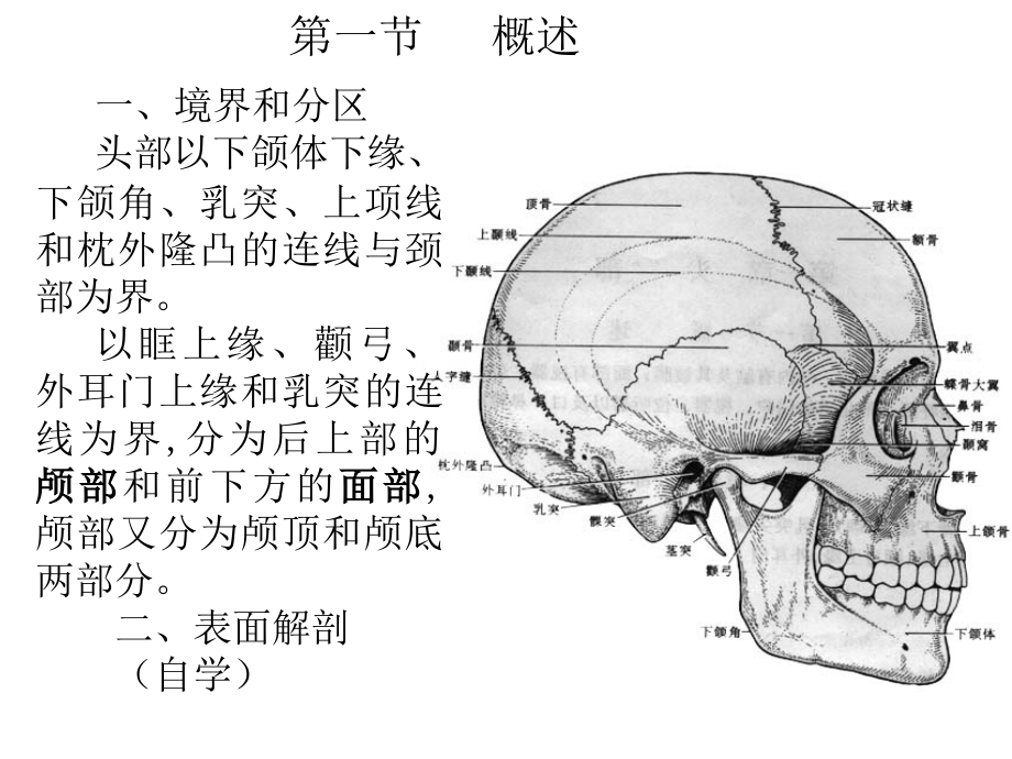 头部(六版教材).ppt_第2页