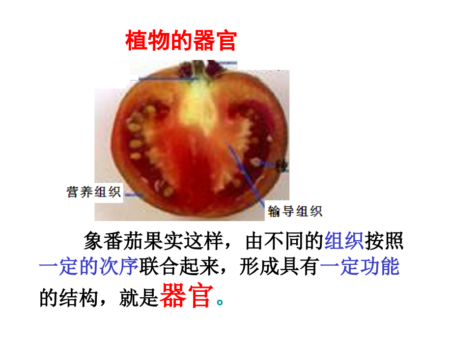 组织、器官和系统.ppt_第2页