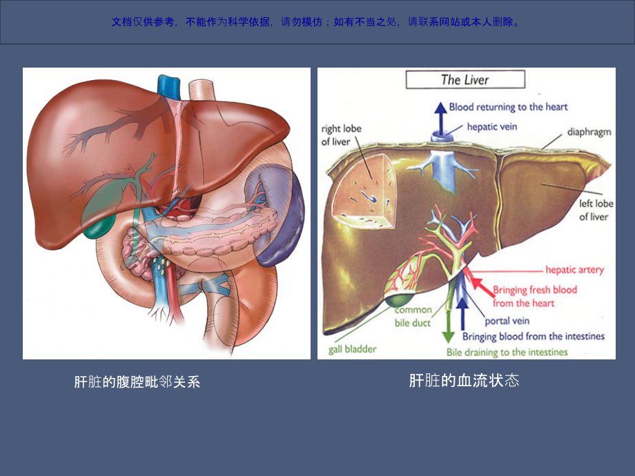 肝脏外科新概念课件.ppt_第2页
