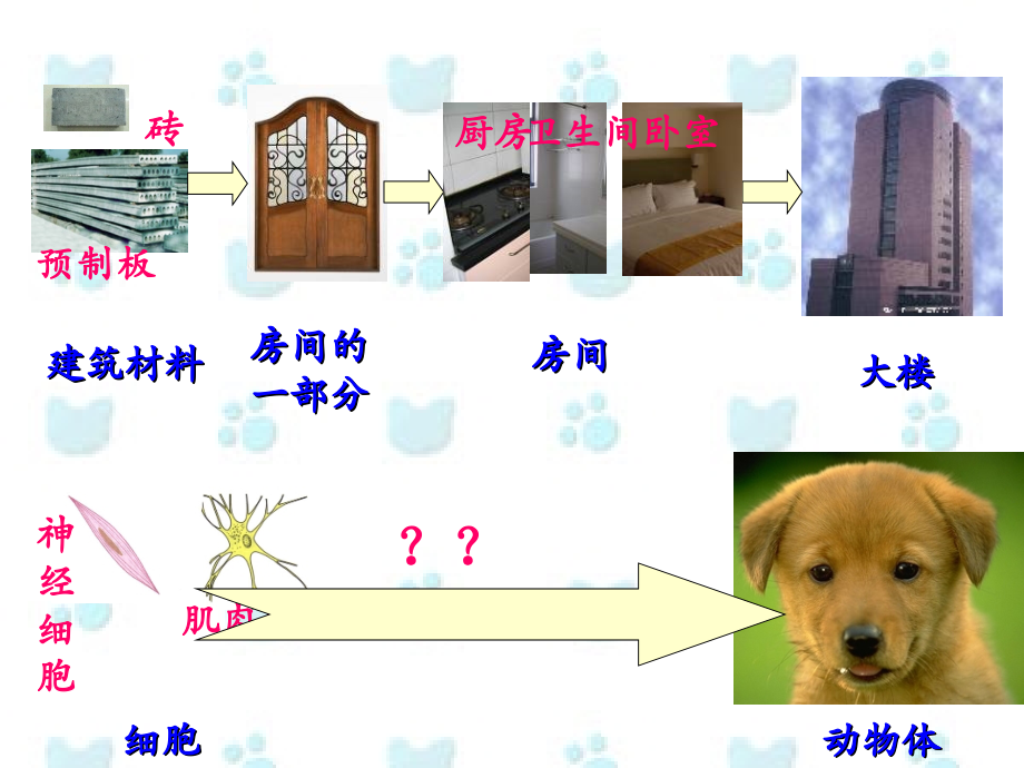 第一节动物体的结构层次.ppt_第2页
