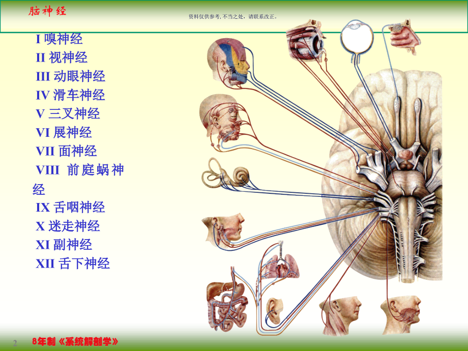 周围神经系统.ppt_第2页