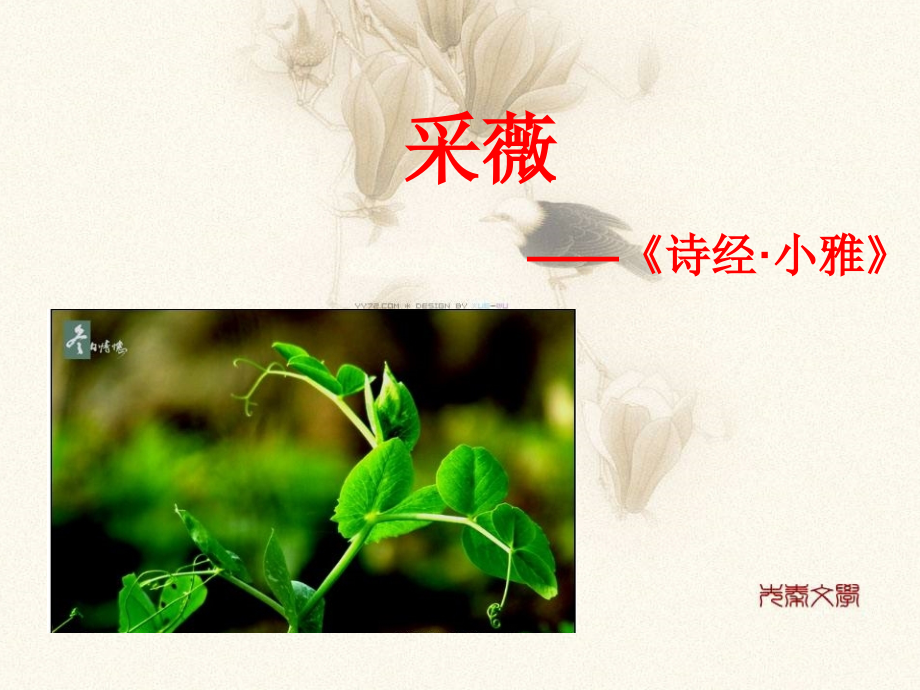 采薇优质课件专业知识讲座.ppt_第1页