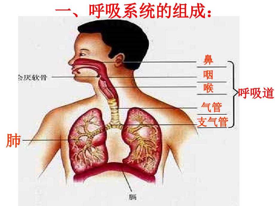 谢吉人体的呼吸复习课件.ppt_第1页