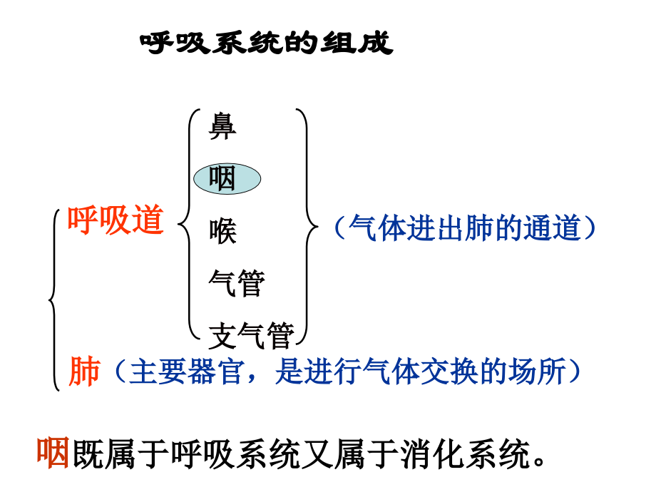 谢吉人体的呼吸复习课件.ppt_第2页