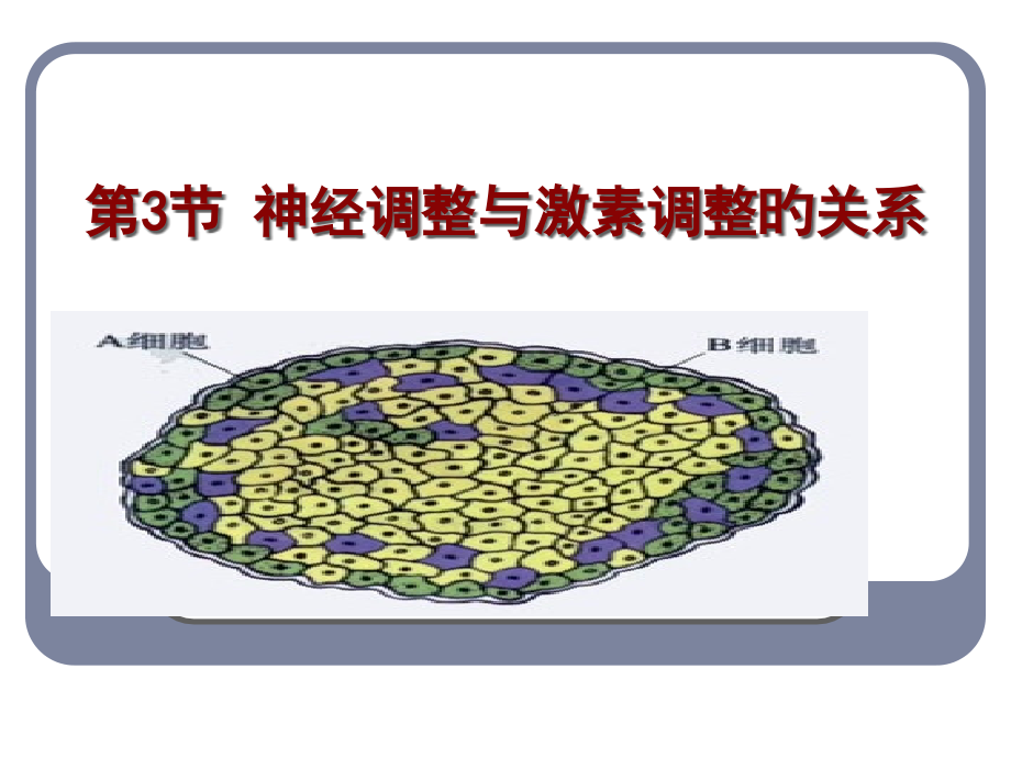 神经调节与体液调节的关系复习好优质课件.pptx_第2页