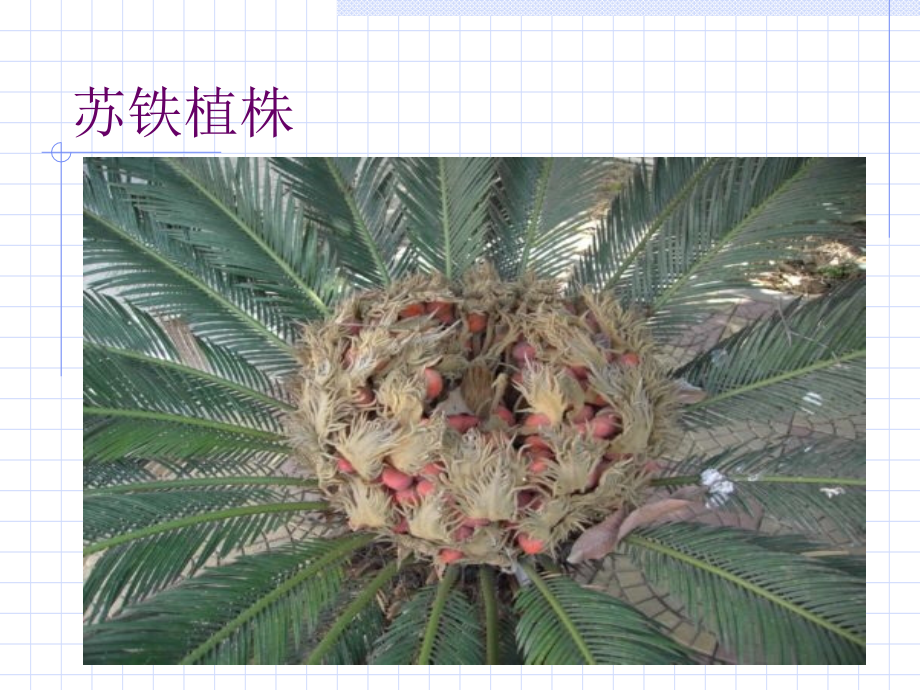 性别决定与伴性遗传1(精简版理论).ppt_第1页