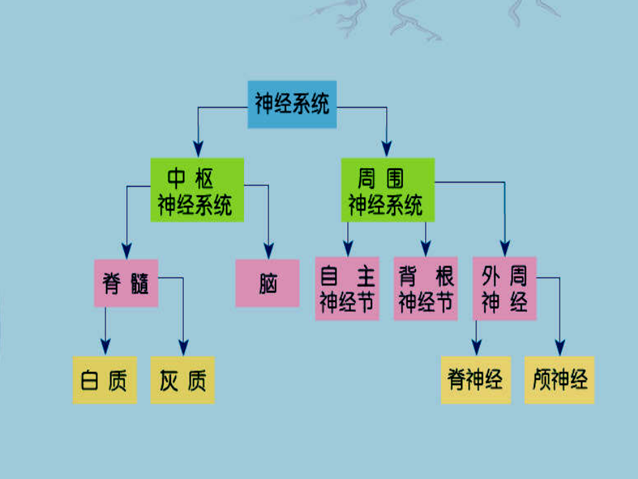 第十章：神经系统功能(12节).ppt_第1页