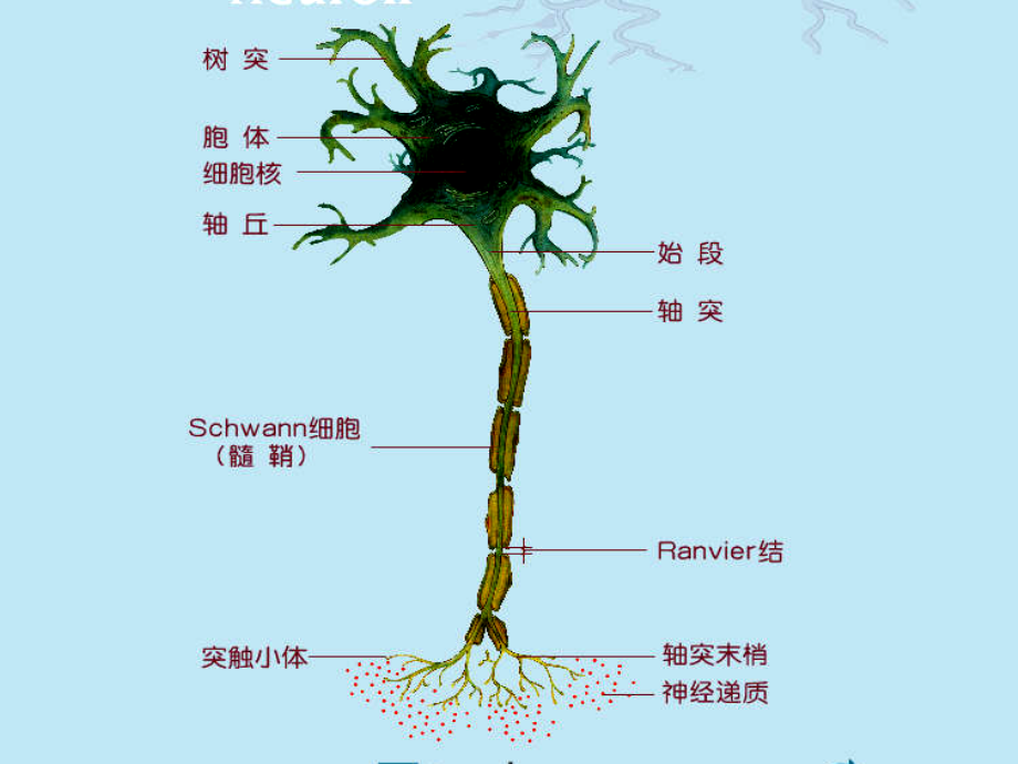 第十章：神经系统功能(12节).ppt_第2页
