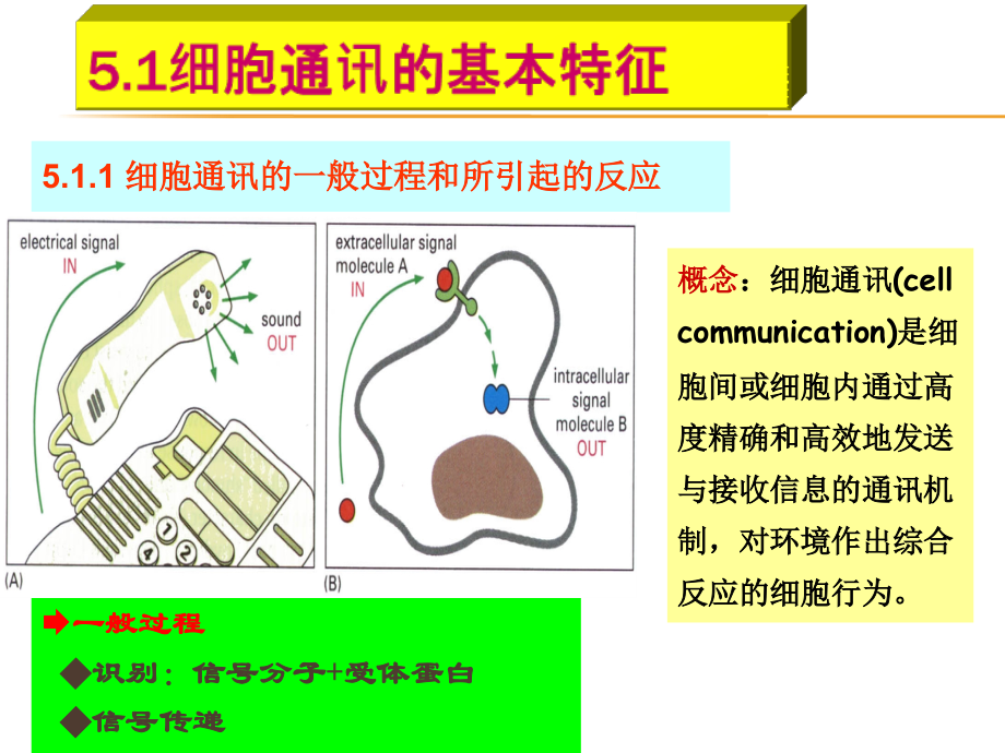 细胞生物学第五章细胞通讯.ppt_第2页