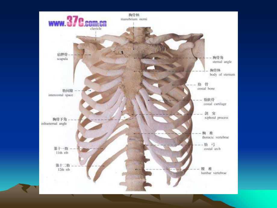 诊断学基础胸部1.ppt_第2页