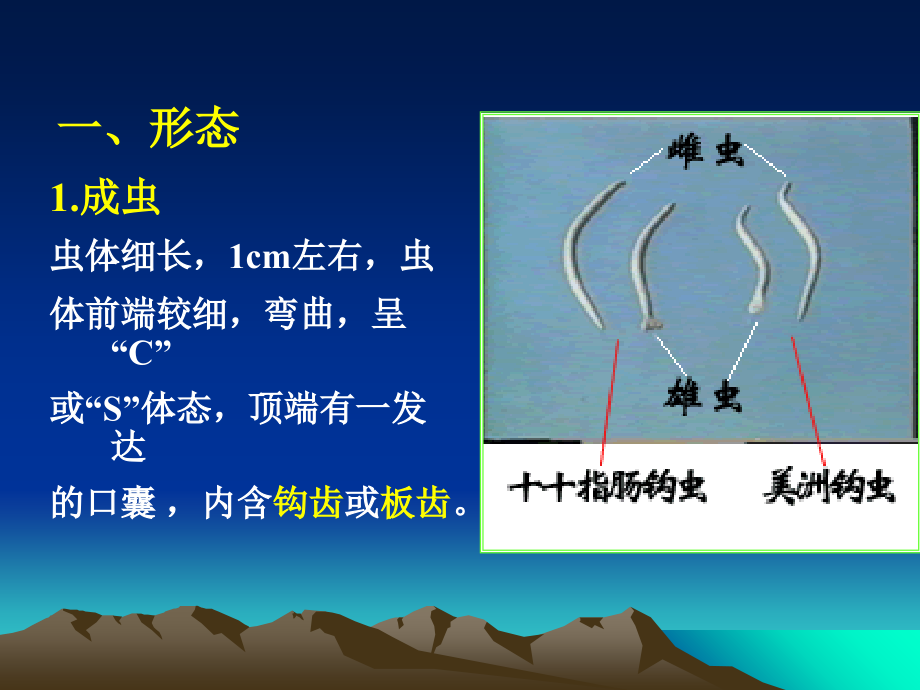 线虫3：钩虫.旋毛虫.ppt_第2页