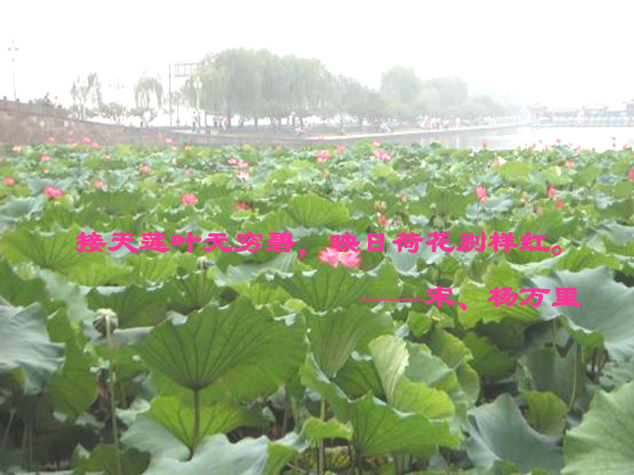 八年级语文爱莲说.ppt_第2页