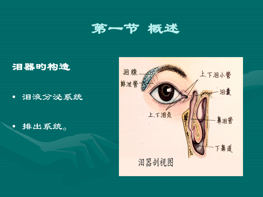 泪器疾病专题知识讲座.pptx_第2页
