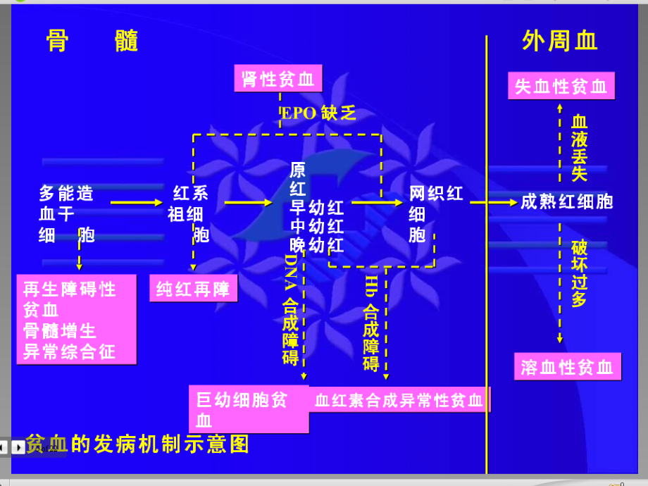贫血(黄朝晖).ppt_第2页