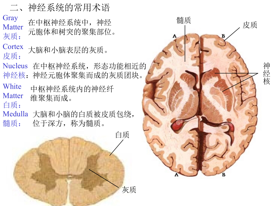 系统解剖学15.神经系统总论和脊髓.ppt_第2页