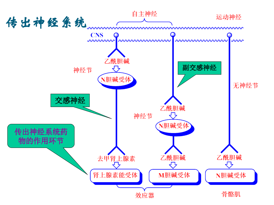 药物化学第十章肾上腺素能药物.ppt_第2页